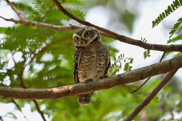 Charming Spotted Owl Perched on Tree Branch