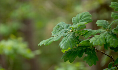 young pedunculate oak leaves, quercus, brobur, leaves, young tree, green, leaf blade, growth