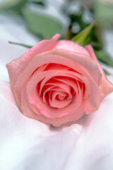 The branch of pink roses on white fabric background
