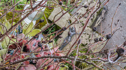 forgotten, abandoned, old tombstone, concrete cross with a figure of Christ, overgrown with bushes, covered with vegetation, cemetery,