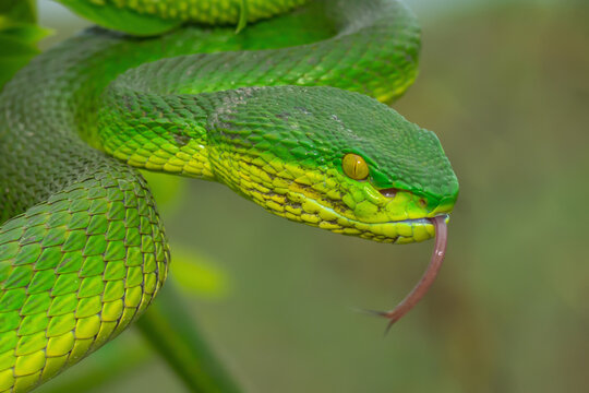 Viper
