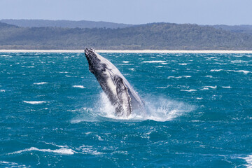 Humpback whale breaching, K'gari Fraser Island, Hervey Bay, Queensland Australia, tourism travel destination	