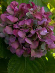 pink and purple flowers hydrangeas 