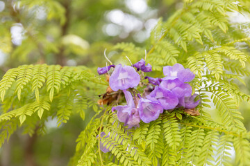 Jacaranda tree, with its purple flowers and delicate leaves, exudes nature's beauty and serenity,...