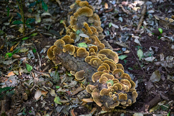 Golden curtain crust fungus, Stereum ostrea, false turkey tail, wood timber decay rot, compost degrade moist rainforest floor, rotting wood