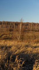 A lone tree stands in a spacious field with distant trees behind