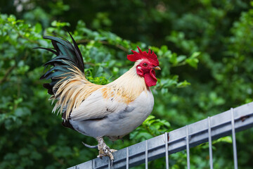 A colorful rooster perched on a metal fence against a vibrant green background. Its striking feathers and bright red comb stand out. The rooster's alert posture highlights its distinctive plumage