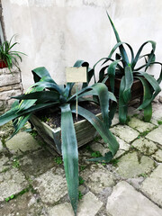 Large green agave plants in rustic concrete planters outdoors