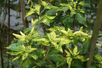 Bird eye chili plants are infected with the gemini virus, the leaves turn yellow and develop spots              
