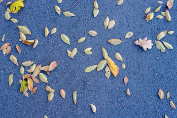 Autumn background. There are autumn leaves on the asphalt. The concept of the texture of autumn.