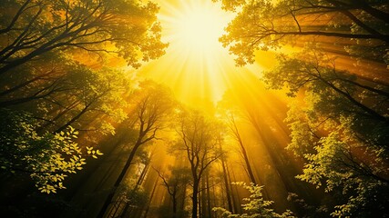 Vibrant colors of a bright yellow burst of sunlight illuminate the top of a dense forest, casting a