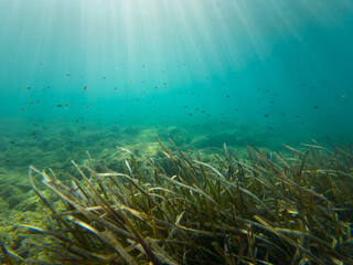 Underwater photo in the Mediterranean Sea off the coast of southern France. The sun's rays pass through the water, a school of small fish swims, the bottom is covered with algae.
