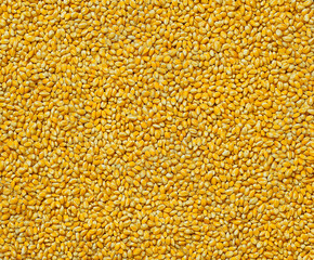 close-up of golden wheat grains showcasing texture and natural detail isolated background for agricultural and culinary use
