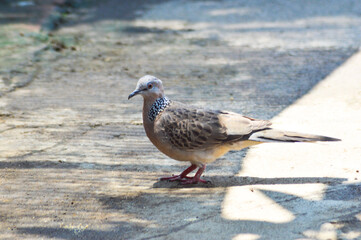 A Spotted Dove stands on a concrete ground, showcasing its intricate feather patterns and vibrant red legs in a tranquil outdoor setting.