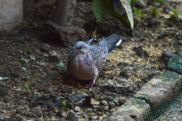 A spotted dove with alert eyes stands on soil near a mossy brick, showcasing its intricate feather patterns and vibrant legs in a serene outdoor setting.