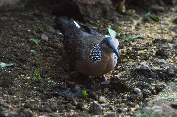 A spotted dove is seen on soil with small pebbles, searching for leftover food. The bird's distinctive feather patterns and watchful eyes add to the serene outdoor setting.