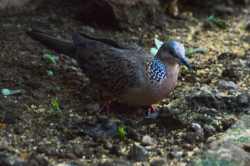 A spotted dove with distinctive neck markings stands on soil mixed with small pebbles, showcasing its intricate feather patterns and vibrant legs in a serene outdoor setting.