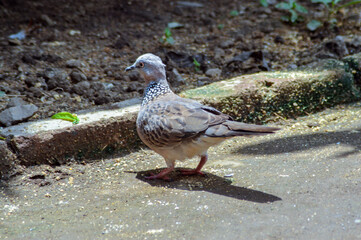 A spotted dove stands on wet ground near a mossy brick border on a sunny day, showcasing its intricate feather patterns and vibrant legs in a serene outdoor setting.