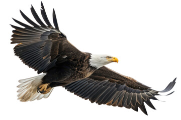 Bald eagle soaring in the sky nature wildlife viewing