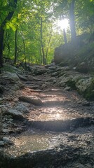 Obraz premium A serene forest pathway lined with rocks and sunlight filtering through lush greenery, inviting exploration and adventure.