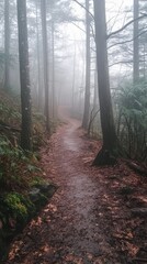 Obraz premium A serene path through a misty forest, inviting adventure and exploration among tall trees and lush greenery.