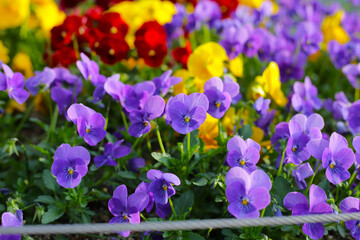 Beautiful pansy flowers in the garden