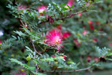 Calliandra haematocephala, white flowers on tree