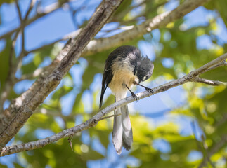 Fantail preening with head bending down, perched on tree branches.