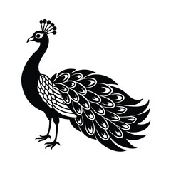 Elegant Peacock Vector Illustration Design.
