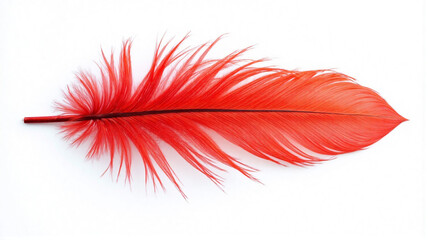 red feather on black