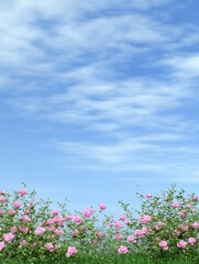 Obraz premium Pink Roses Against a Cloudy Sky