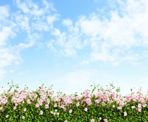 Fototapeta premium Delicate Pink Flowers Against a Cloud-Filled Sky