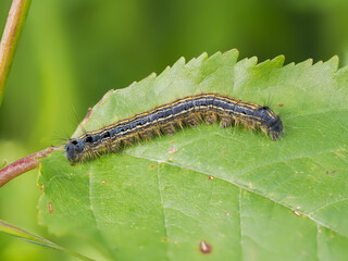 Ringelspinner (Malacosoma neustria)