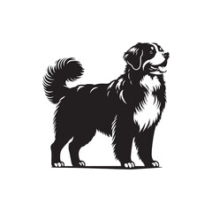 Bernese Mountain Dog Vector - Minimalist Bernese Mountain Dog Silhouette - Illustration of Bernese Mountain Dog.