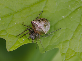 Zweibuckelkreuzspinne (Gibbaranea bituberculata)