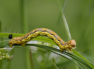 Großer Frostspanner (Erannis defoliaria)