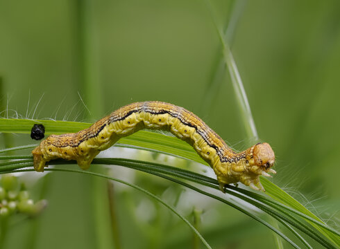 Gro&szlig;er Frostspanner (Erannis defoliaria)