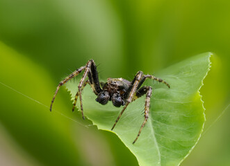 Spaltenkreuzspinne (Nuctenea umbratica)