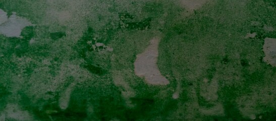 Thin green moss on white wall