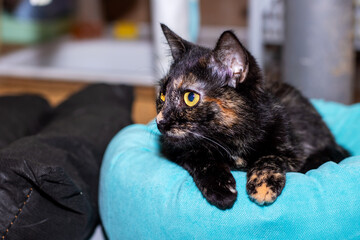 A black cat with yellow eyes is comfortably laying in a blue bed