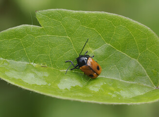 Roter Zweipunkt-Fallkäfer (Cryptocephalus bipunctatus)