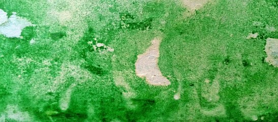 Thin green moss on white wall