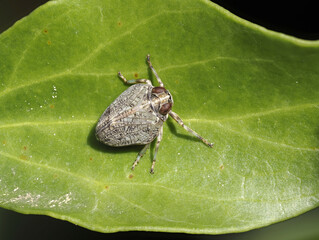 Echte Käferzikade (Issus coleoptratus)
