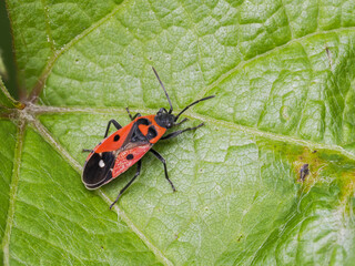 Weißpunkt-Bodenwanze (Melanocoryphus albomaculatus)