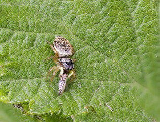 Spingspinne (Heliophanus spec.) mit erbeuteter Zikade