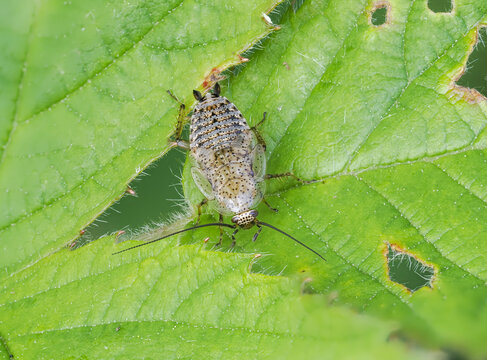 Blasse Waldschabe (Ectobius pallidus)