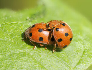 Zaunrüben-Marienkäfer (Henosepilachna argus)