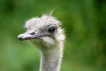 Close Up of Curious Ostrich Staring Directly at Camera Against a Soft Green Background in Natural Habitat. Close Up of Ostrich Head and Neck with Green Background