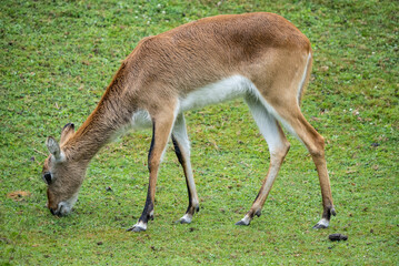 Young antelope grazing peacefully in the grasslands, showcasing its slender legs and natural grace in a lush green setting