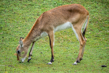 Young antelope grazing peacefully in the grasslands, showcasing its slender legs and natural grace in a lush green setting